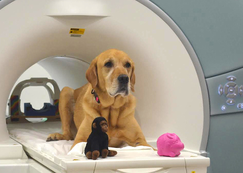 A golden retriever dog crouches in front of the large circular arch of the fMRI brain scanner.