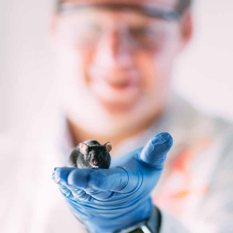 close-up of researcher holding lab mouse